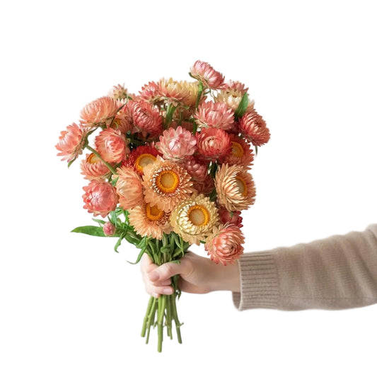 STRAWFLOWER - PEACH