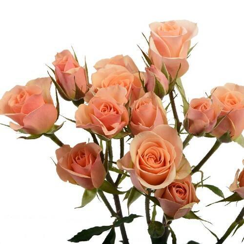 SPRAY ROSE - ILSE (PEACH)