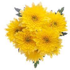 POMP - YELLOW CUSHION