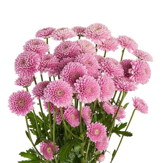 POMP - LAVENDER BUTTON