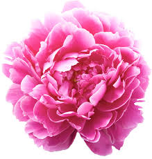 PEONIES - DOCTOR ALEXANDER FLEMING
