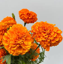 MARIGOLD - ORANGE