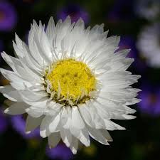 PAPER DAISY - WHITE