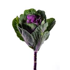 KALE - PURPLE