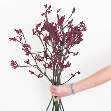 KANGAROO PAW - BURGUNDY