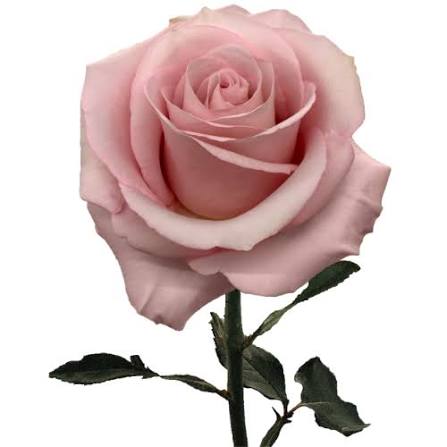 ROSE - LIGHT PINK SECRET GARDEN