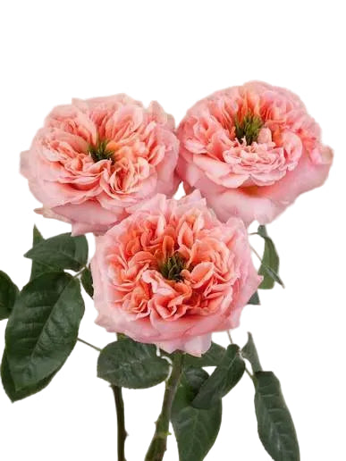 GARDEN ROSE - CORAL MANDARIN EXPRESSION