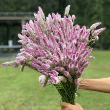CELOSIA - FEATHER