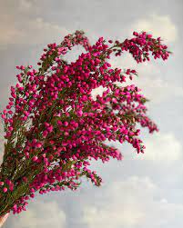 HEATHER - BORONIA