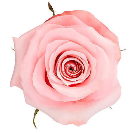 ROSE - PINK BE SWEET