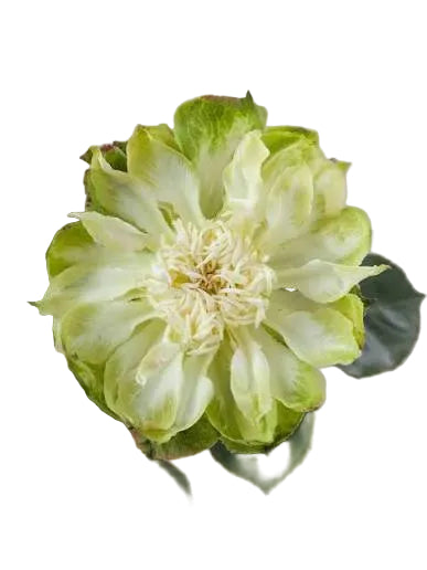 ROSE - GREEN VEGGIE