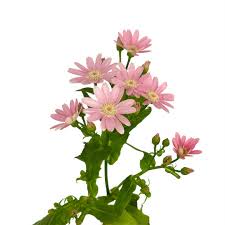 PERICALLIS - PINK