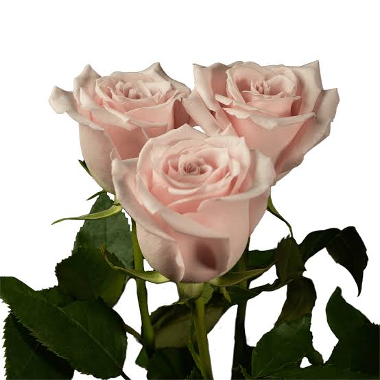 ROSE - BLUSH SWEET ESCIMO