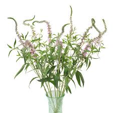 LYSIMACHIA - LAVENDER