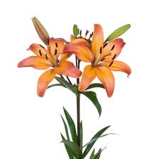 LILLIES - LA ROYAL SUNSET