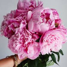 PEONIES - PINK