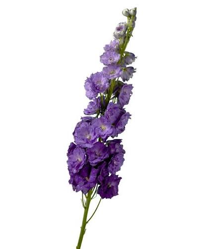 DELPHINIUM - HYBRID PURPLE