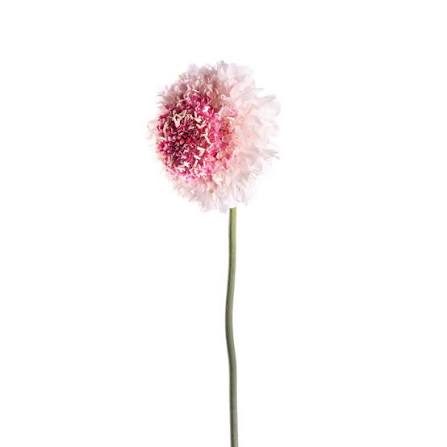 SCABIOSA - PINK