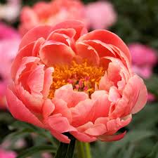 PEONIES - CORAL
