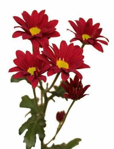 POMP - BURGUNDY DAISY