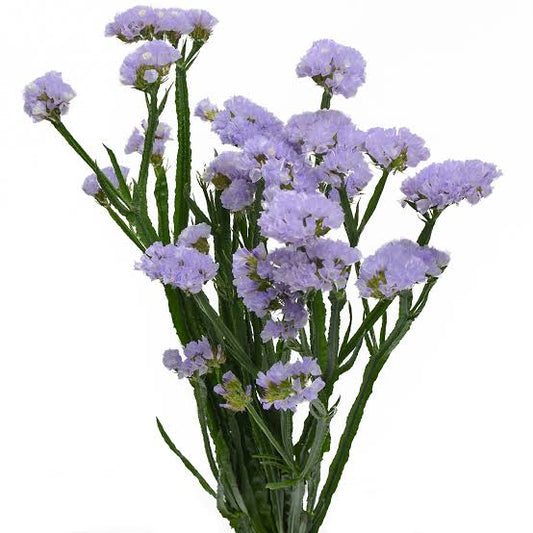 STATICE - LAVENDER
