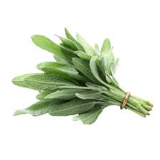 COMMON SAGE