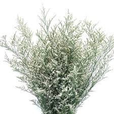 LIMONIUM - MISTY WHITE