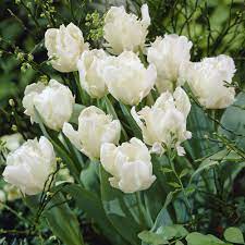 PARROT TULIP - WHITE