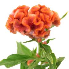 COXCOMB - CORAL