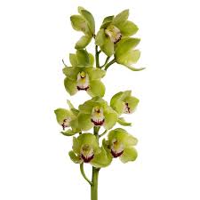 CYMBIDIUM - GREEN