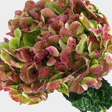 HYDRANGEA - BURGUNDY/GREEN ANTIQUE