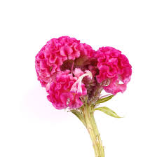 COXCOMB - HOT PINK