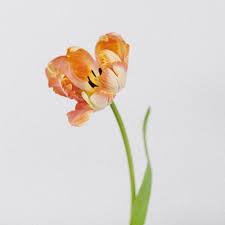 PARROT TULIP - PEACH