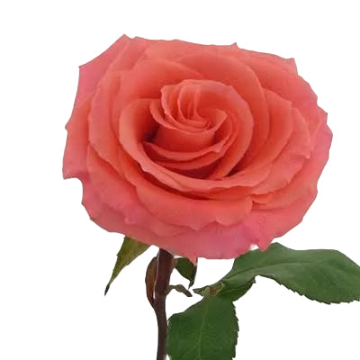 ROSE - CORAL AMSTERDAM
