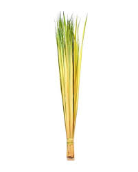 PALM BUDS
