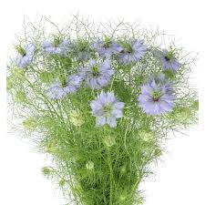 NIGELLA DAMASCENA SKY BLUE