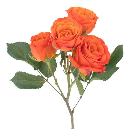 SPRAY ROSE - ORANGE
