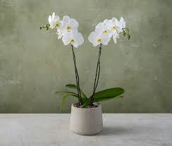 PHAELENOPSIS PLANT
