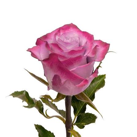 ROSE - LAVENDER DEEP PURPLE