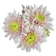 POMP - BLUSH CUSHION
