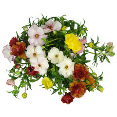 BUTTERFLY RANUNCULUS - ASSORTED