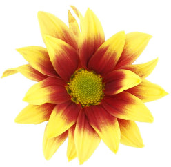 POMP - YELLOW/BURGUNDY DAISY