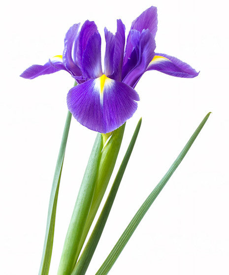 IRIS - PURPLE