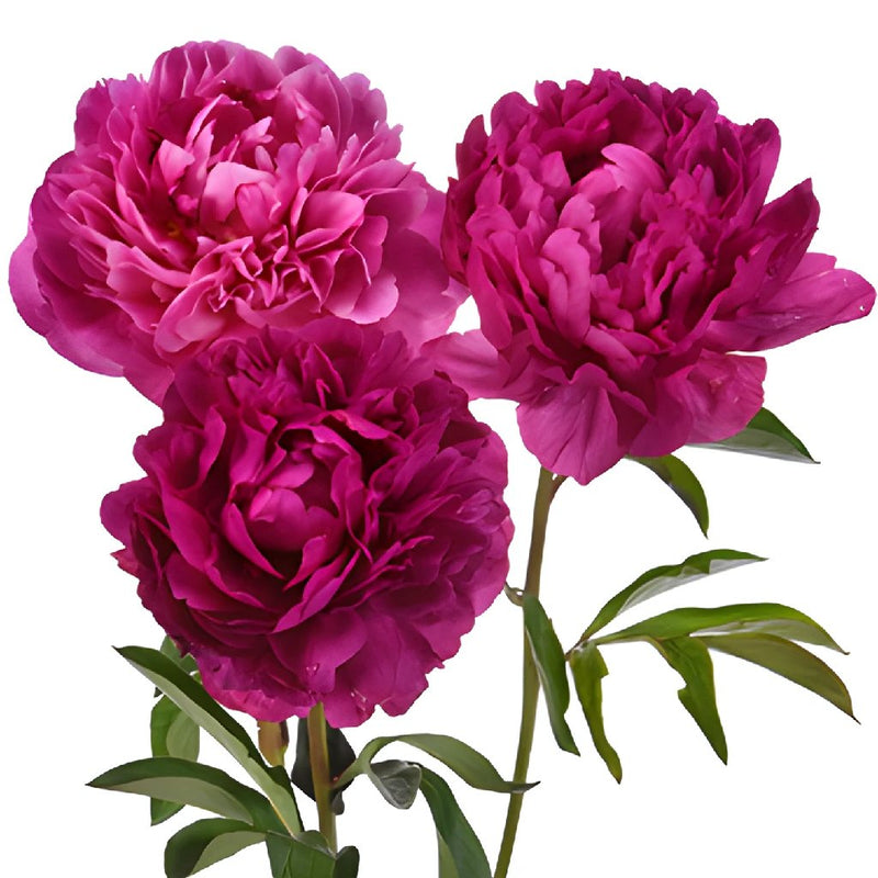 PEONIES - FUSCHIA