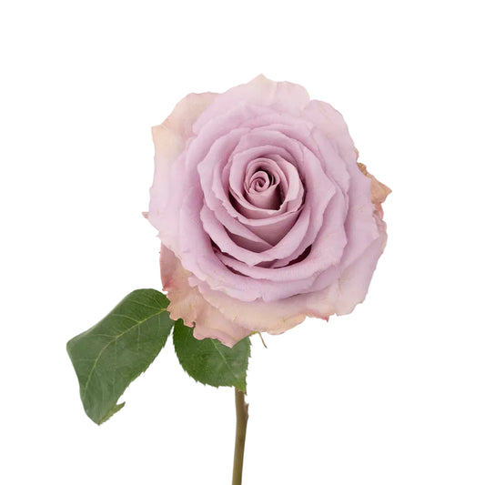 ROSE - LAVENDER COOL DOWN