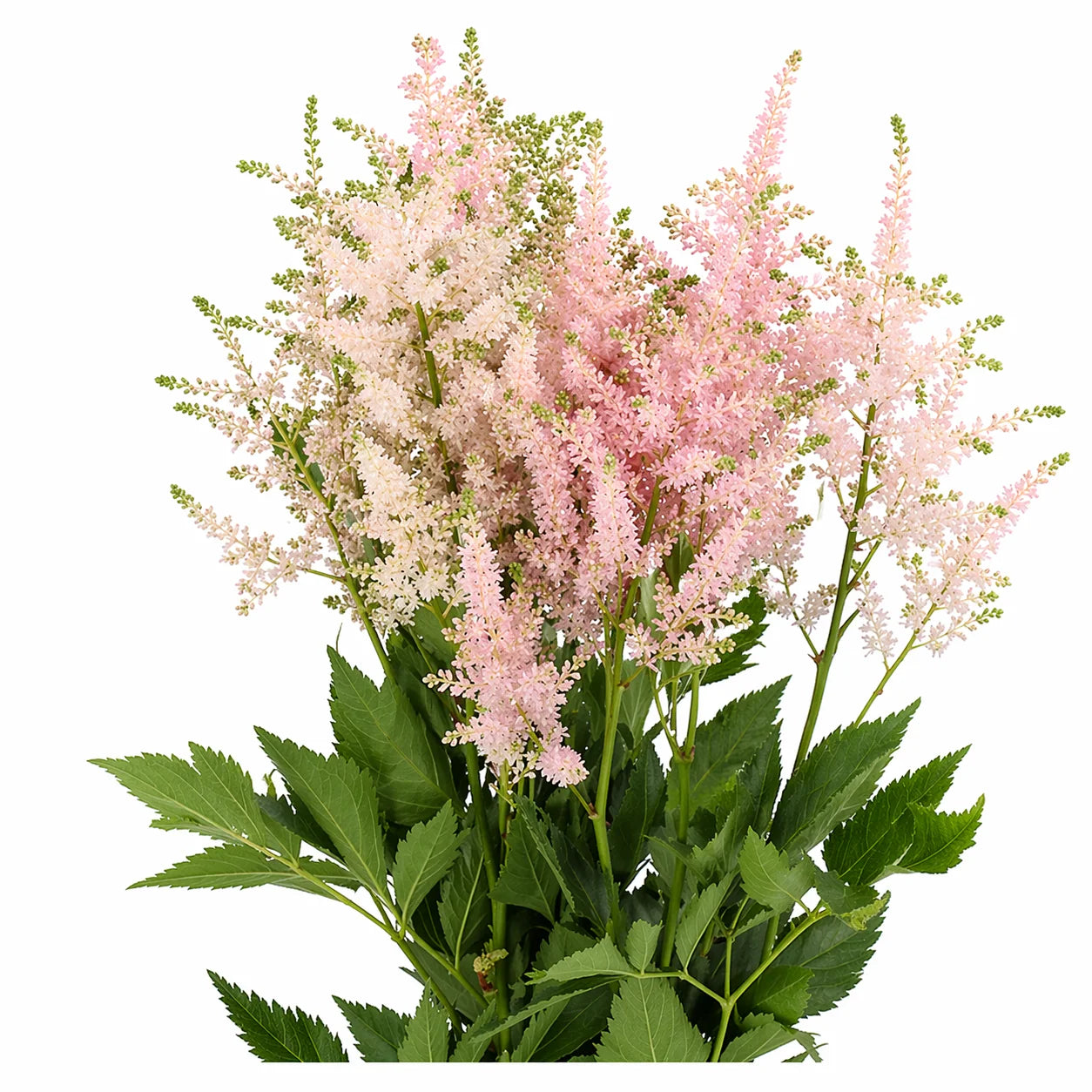 ASTILBE - LIGHT PINK