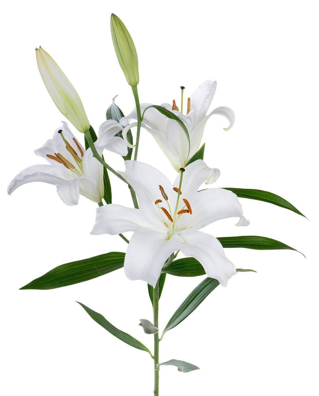 LILLIES - ORIENTAL WHITE S.O.