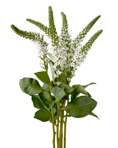 LYSIMACHIA - WHITE