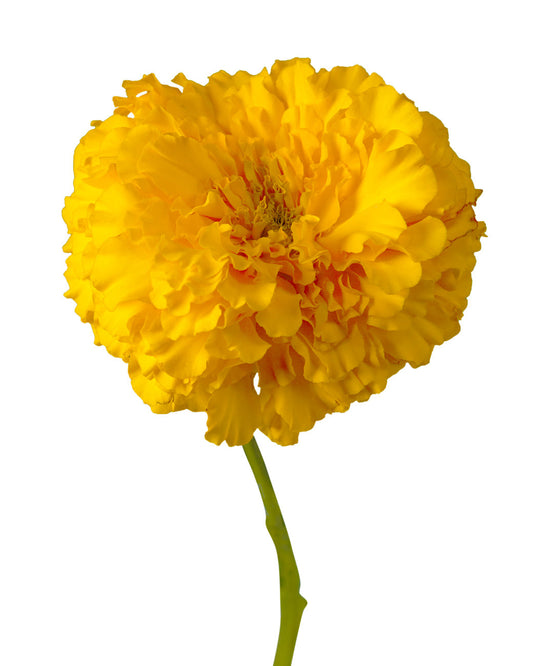 MARIGOLD - YELLOW