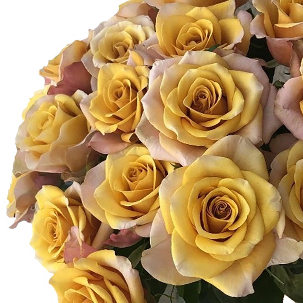 GARDEN ROSE - HONEY COLORAMA